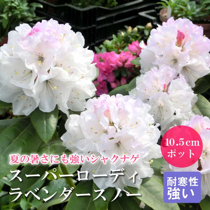 シャクナゲ 苗 スーパーローディー 【 ラベンダースノー 】10.5cm
