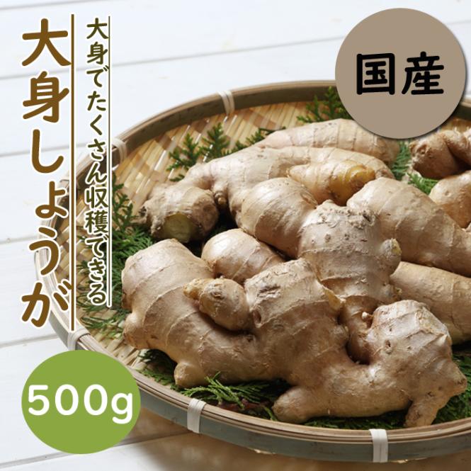 種生姜15kg 000000003551_1_3MkkyKv.jpg