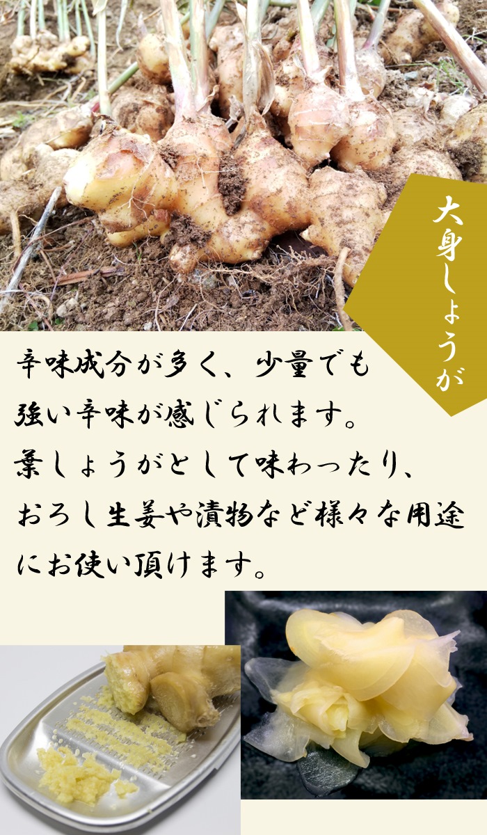 種 生姜 【 大身 しょうが 約180g 500g】 種球根 千葉県産 国産 大