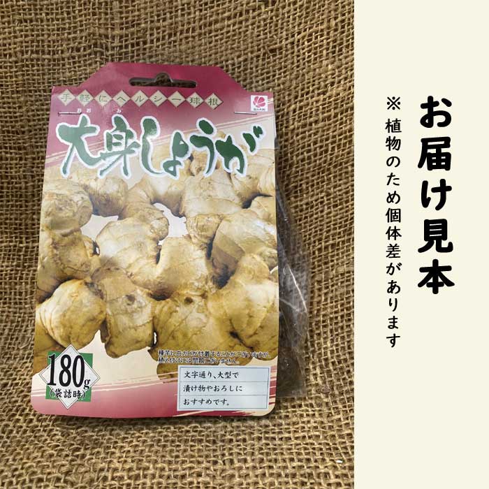 種 生姜 【 大身 しょうが 約180g 500g】 種球根 千葉県産 国産 大