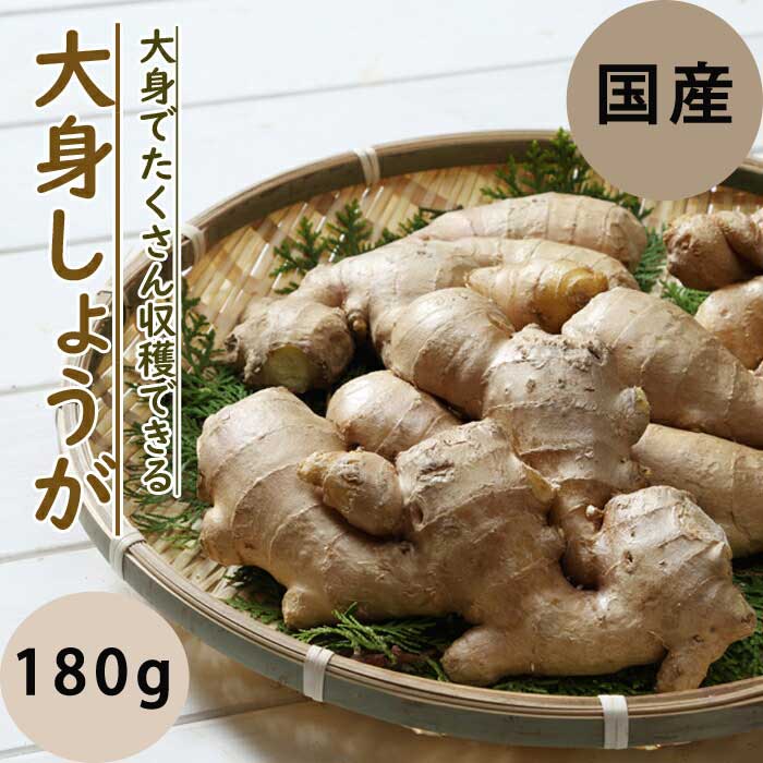 種 生姜 【 大身 しょうが 約180g 500g】 種球根 千葉県産 国産 大