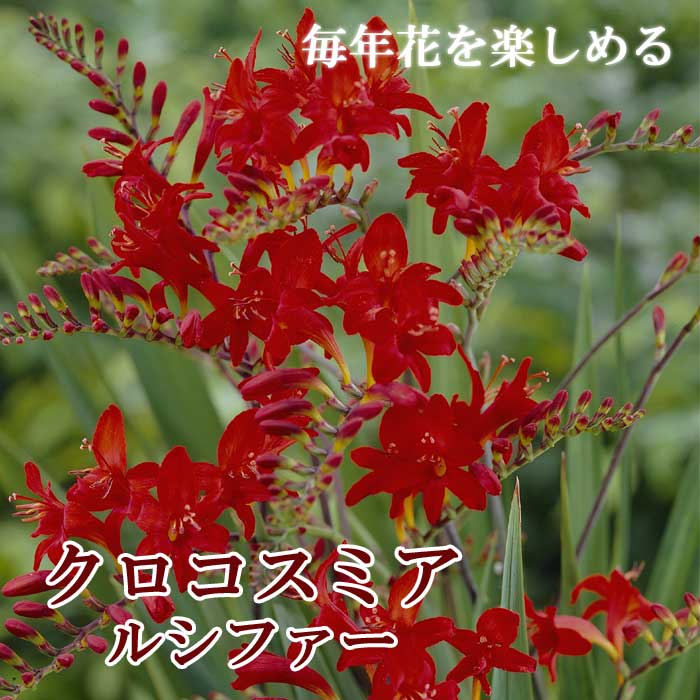 【お問合せ・確認用】植物全般（多肉、球根、水草、熱帯植物等） 毎年花が咲く【 クロコスミア ルシファー 】 球根 8球 春植え 植えっ