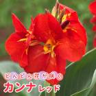 ����� �庬 �� ��å� ��1�� �ɤ�ɤ�֤��餯 �� �տ��� ȭ���� �Ͽ��� �鿴�� canna �֤�����