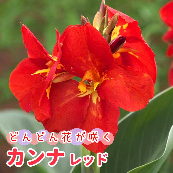 カンナ 球根 【 レッド 】1球 どんどん花が咲く 赤 春植え 鉢植え 地