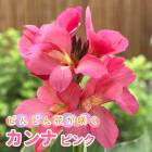 ����� �庬 �� �ԥ� ��1�� �ɤ�ɤ�֤��餯 �� �տ��� ȭ���� �Ͽ��� �鿴�� canna �֤�����