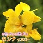 ����� �庬 �� �������� ��1�� �ɤ�ɤ�֤��餯 �� �տ��� ȭ���� �Ͽ��� �鿴�� canna �֤�����