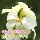 ����� �庬 �� �ۥ磻�� ��1�� �ɤ�ɤ�֤��餯 �� �տ��� ȭ���� �Ͽ��� �鿴�� canna �֤�����