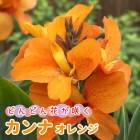 ����� �庬 �� ����� ��1�� �ɤ�ɤ�֤��餯 �� �տ��� ȭ���� �Ͽ��� �鿴�� canna �֤�����