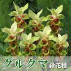 ���륯�� �庬 �� �вּ� ��2�� ���꡼�� �տ��� �ȥ��ԥ��� �ե� Curcuma �֤�����