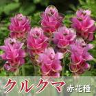 ���륯�� �庬 �� �ֲּ� ��2�� ��å� �տ��� �ȥ��ԥ��� �ե� Curcuma �֤�����