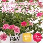 ���� �����ѡ��٥� ���֥�����꡼��åץ� 9cm�ݥå� ����֥饳�� Ȭ�ź餭 �ϥ����� PW