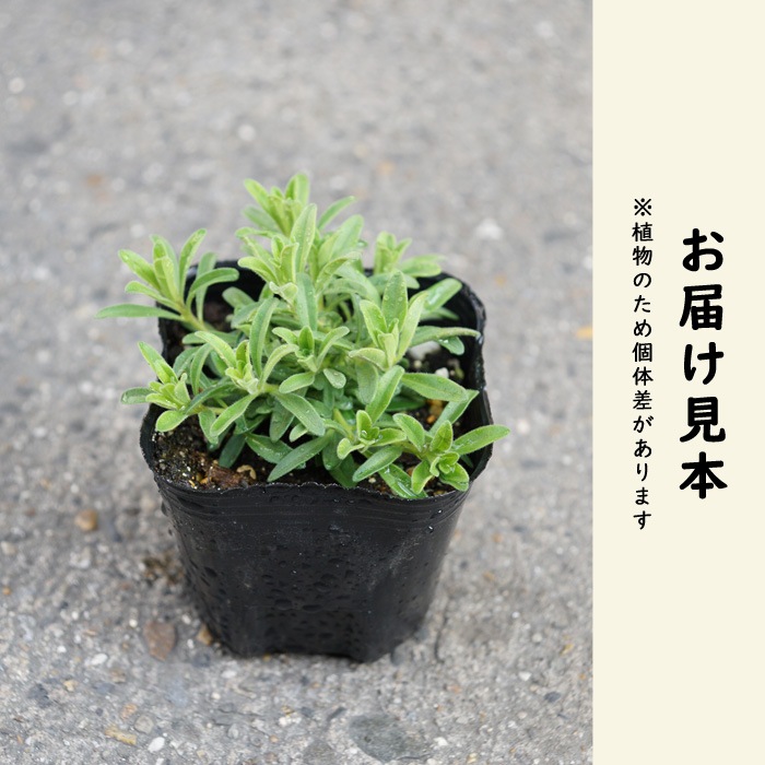 花苗 スーパーベル ダブルチェリーリップル 9cmポット カリブラコア