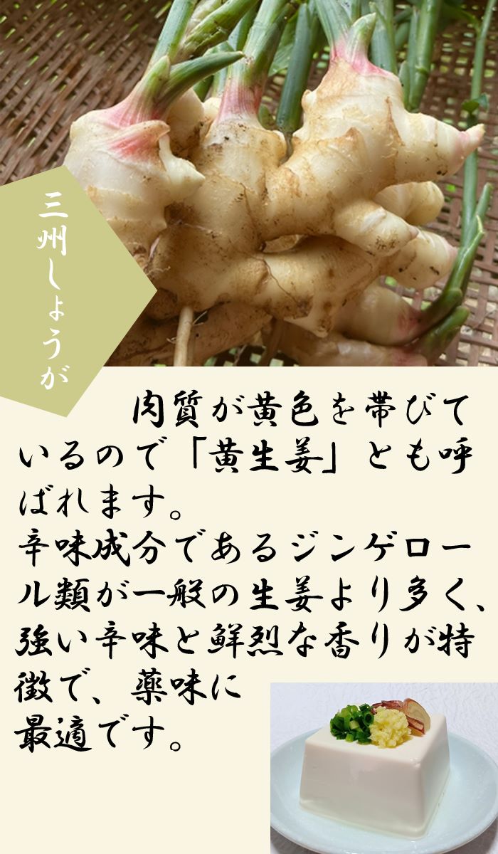 種 生姜 【 三州 しょうが 約180g 500g】 種球根 千葉県産 国産 希少