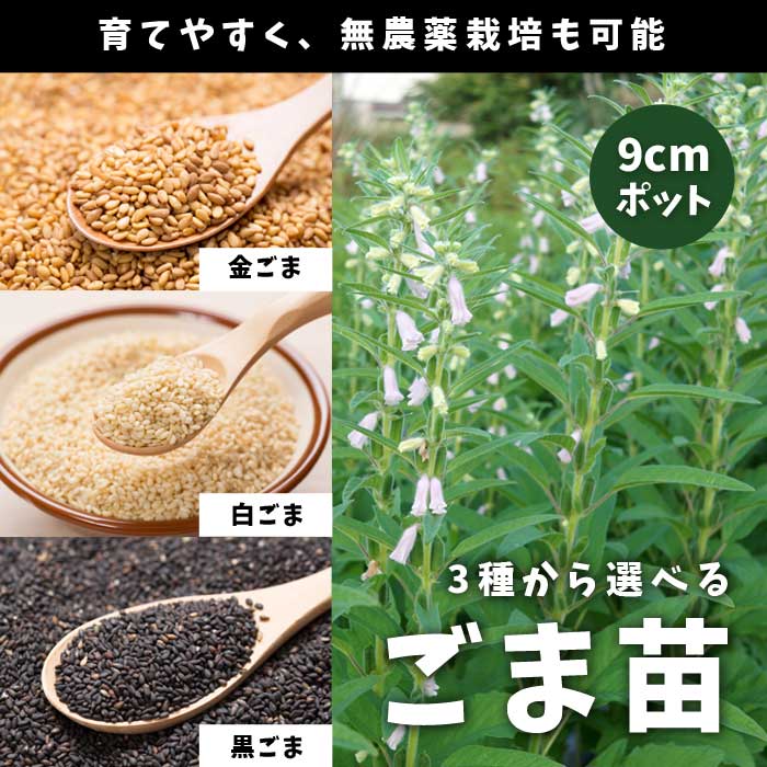 予約・早割】ごま 【 金ごま 白ごま 黒ごま 】 9cmポット 苗 ゴマ 無