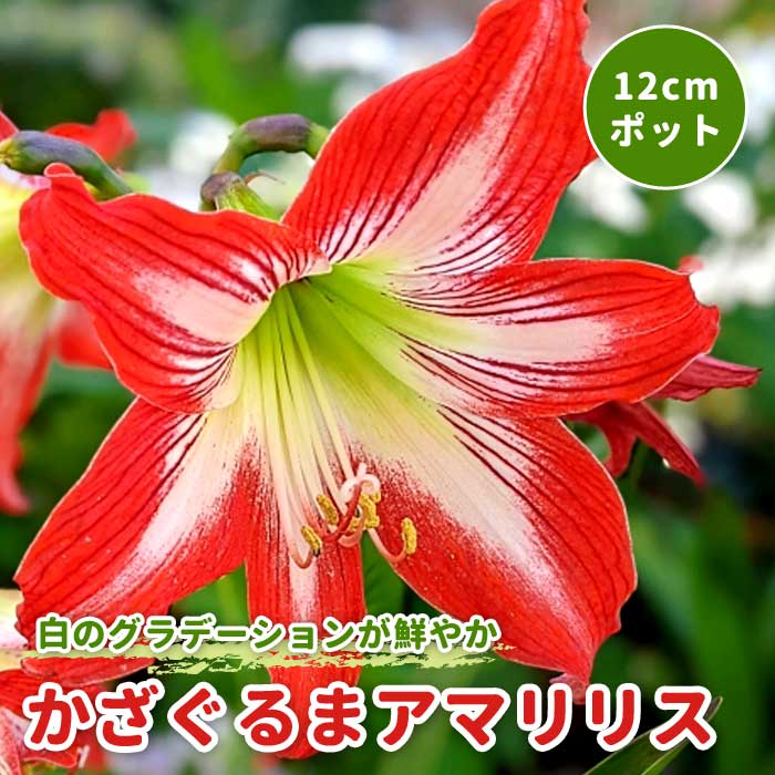 かざぐるま アマリリス 12cmポット 苗 レッド 赤 初心者 育てやすい 春