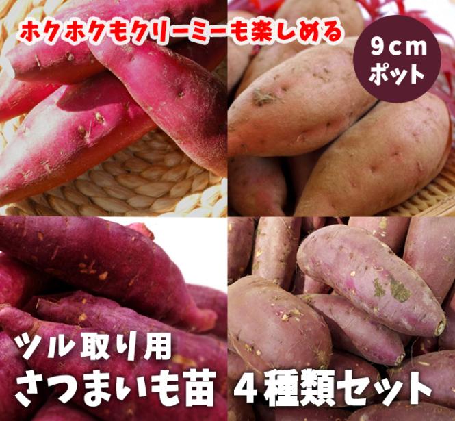 ��� �� �ĥ����� ���Ĥޤ��� �� 4�糧�åȡڤ٤ˤϤ뤫 (��Ͽ�ʼ�)+�ʤ�ȶ��+��Ǽ��+�٥˥����� ��1��=���4�� ��9����ݥå� ����̵��