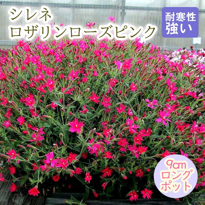 宿根草 苗 シレネ ロザリンローズピンク 9cmロングポット 草丈の低い