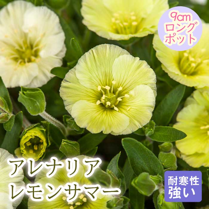 宿根草 苗 アレナリア レモンサマー 9cmロングポット バラに合う