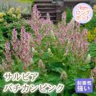 �ɺ��� �� ����ӥ� �Х�����ԥ� 9������󥰥ݥå� �뤵�˶��� �ѽ��� ����ä��󤽤� ¿ǯ�� �ڥ�˥��� 