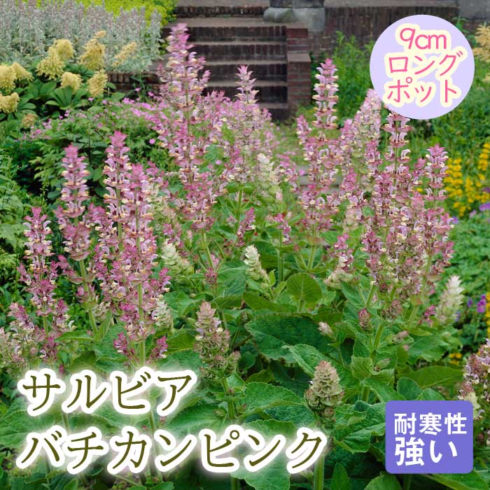 宿根草 苗 サルビア バチカンピンク 9cmロングポット 暑さに強い