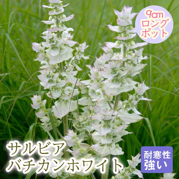 宿根草 苗 サルビア バチカンホワイト 9cmロングポット 暑さに強い