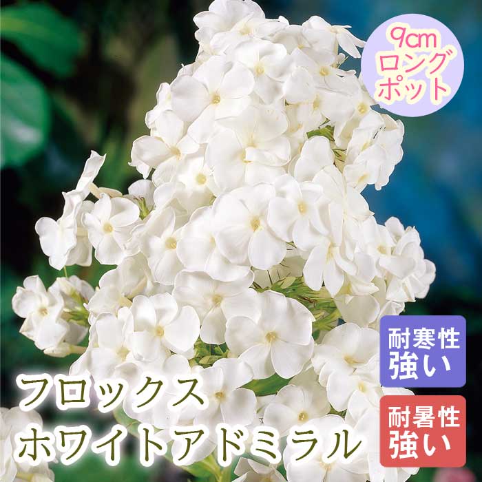 宿根草 苗 フロックス ホワイトアドミラル 9cmロングポット 暑さに