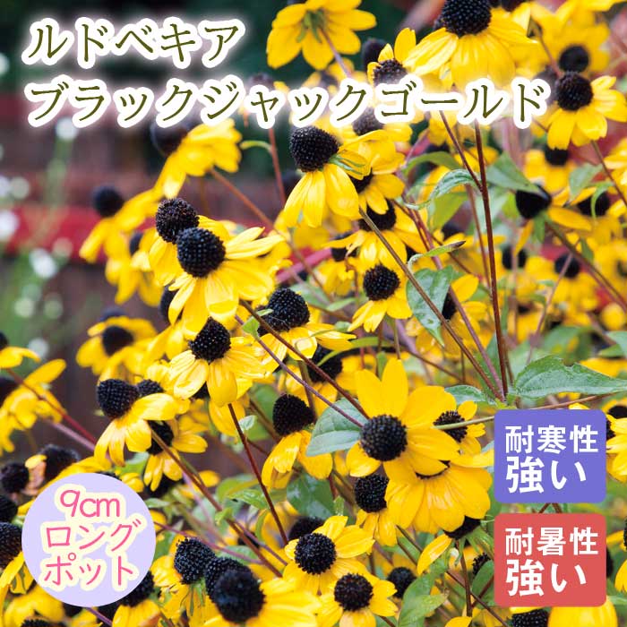 宿根草 苗 ルドベキア ブラックジャックゴールド 9cmロングポット 暑