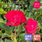 �ɥ�եȥ����� �� ��åɥɥ�ե� 18����ݥå� ��Ƥ䤹�� �����ǥ� �ߥ˥Х� �Х� �� ������ rose ����̵��