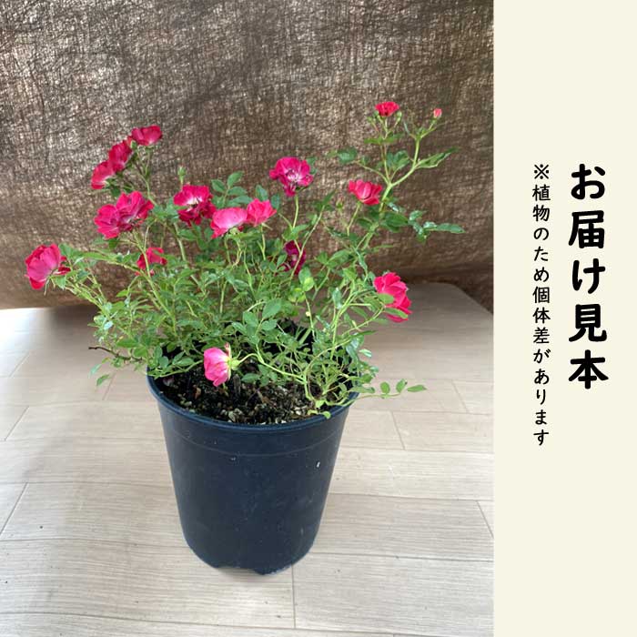 ドリフトローズ 苗 レッドドリフト 18cmポット 育てやすい ガーデン