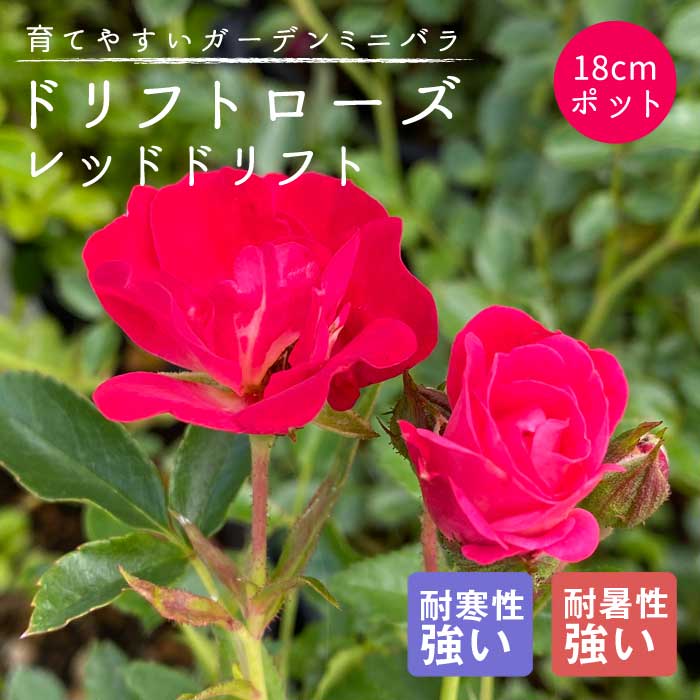 ドリフトローズ 苗 レッドドリフト 18cmポット 育てやすい ガーデン