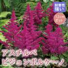宿根草,プレミアム宿根草 | 花の大和オンラインショップ