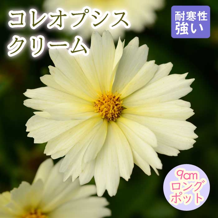 10月中下旬より順次発送】宿根草 苗 コレオプシス クリーム 9cm