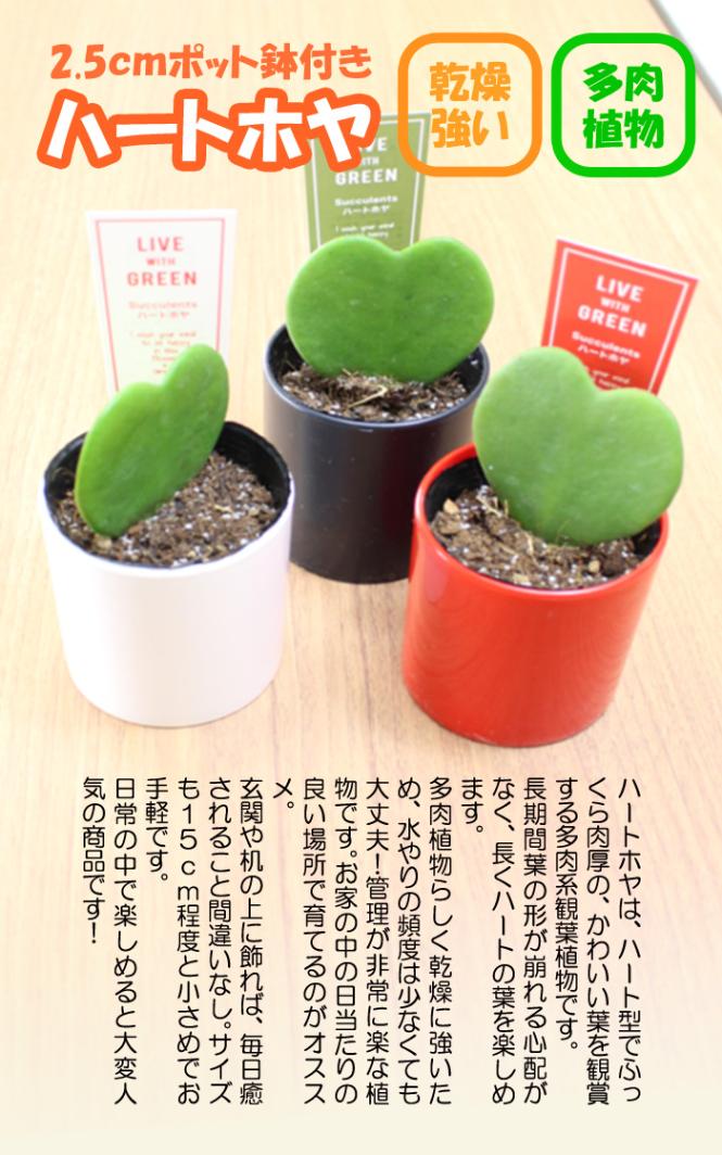 多肉植物 ハートホヤ ラブラブハート ホヤ・カーリー 1鉢 2.5号プラ鉢