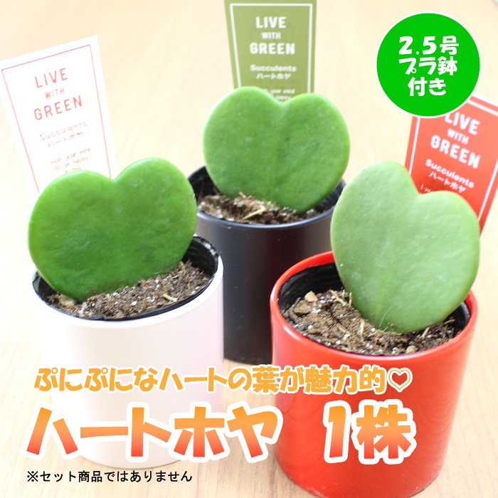 多肉植物 ハートホヤ ラブラブハート ホヤ・カーリー 1鉢 2.5号プラ鉢