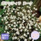 宿根草,プレミアム宿根草 | 花の大和オンラインショップ