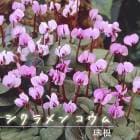 �������� ������ �庬 1�� ����� ������ �ƿ��� �Х饨�ƥ� cyclamen ��ǯ�餯 �����äѤʤ� �֤�����