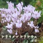 �������� ���ꥷ���� �庬 1�� ����� �ƿ��� �Х饨�ƥ� ���餭 cyclamen ��ǯ�餯 �����äѤʤ� �֤�����