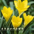 ���ƥ��٥륮�� �庬 3�� ���ֶ̤����� �ƿ��� �Х饨�ƥ� ���餭 ���Хʥ��ޥ����� ��ǯ�餯 �����äѤʤ� �֤�����