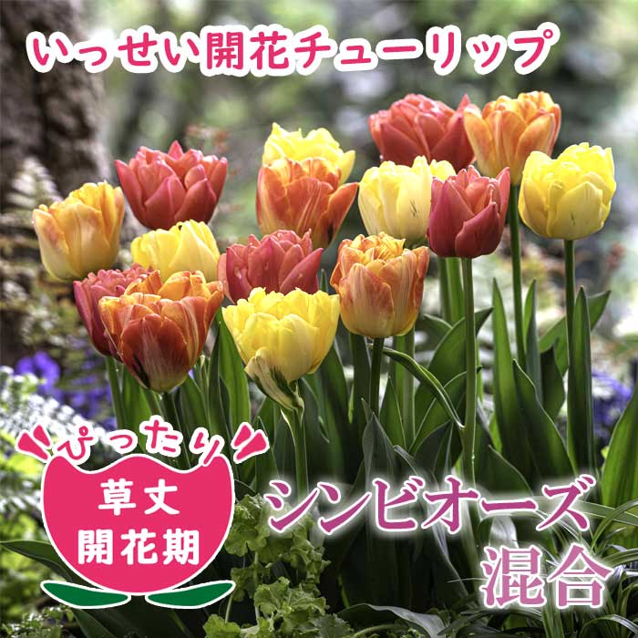 10月上中旬より発送・早割】 チューリップ 球根 いっせい開花