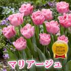 ��10�����ܤ��ȯ�������� ���塼��å� �庬 �ޥꥢ������ 3�� �Х�֥��֥����䡼���� ������ �֤�����