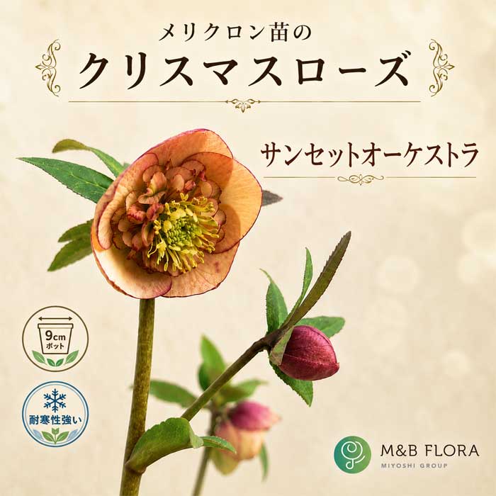 ローブリッター クリスマスローズ 小苗 セット 10月中下旬より順次発送】クリスマスローズ 苗 サンセット