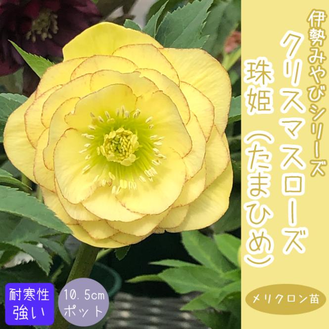 クリスマスローズ 苗 珠姫 10.5cm たまひめ 伊勢みやび 八重咲き
