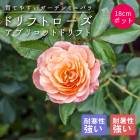 �ɥ�եȥ����� �� ���ץꥳ�åȥɥ�ե� 18����ݥå�  �����ǥ� �ߥ˥Х� �Х� �� ������ rose ����Ͽ�ʼ�� ����̵��