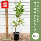 �ե����� ����ƥ����� 8��ȭ ���տ�ʪ ����ƥꥢ ���� ��ӥ� ������� �鿴�Ը��� ��Ƥ䤹�� ����̵��