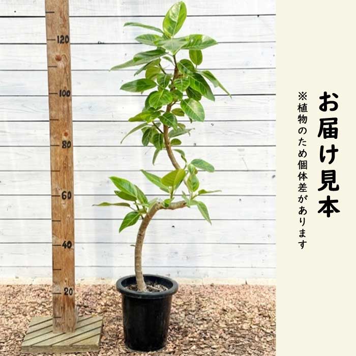 ♪アルテシーマ♪8号直径約24㎝ 鉢底から葉先まで約137㎝ フィカス アルテシーマ 8号鉢 観葉植物 インテリア 玄関 リビング