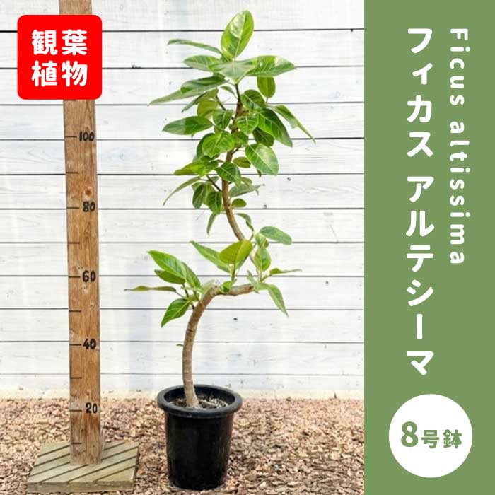フィカス アルテシーマ 8号鉢 観葉植物 インテリア 玄関 リビング