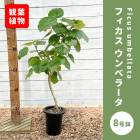 �ե����� ����٥顼�� 8��ȭ ���տ�ʪ ����ƥꥢ ���� ��ӥ� ������� �鿴�Ը��� ��Ƥ䤹�� ����̵��