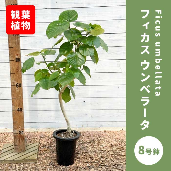 フィカス ウンベラータ 8号鉢 観葉植物 インテリア 玄関 リビング