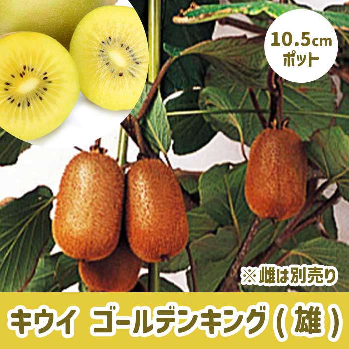 キウイ 苗 ゴールデンキング 【 雄 】10.5cmポット オス株 果樹 果物