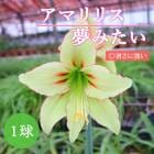 ���ޥ�ꥹ �庬 �� ̴�ߤ��� �� 1�� �饤�॰�꡼�� �պ餭 ���� ��ˡ��� �ѽ�������